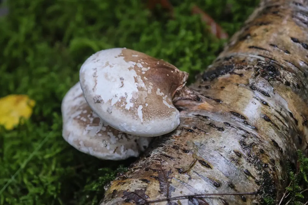 Der Birkenporling im Survival. Heilpilz und Pilz zum Feuer machen