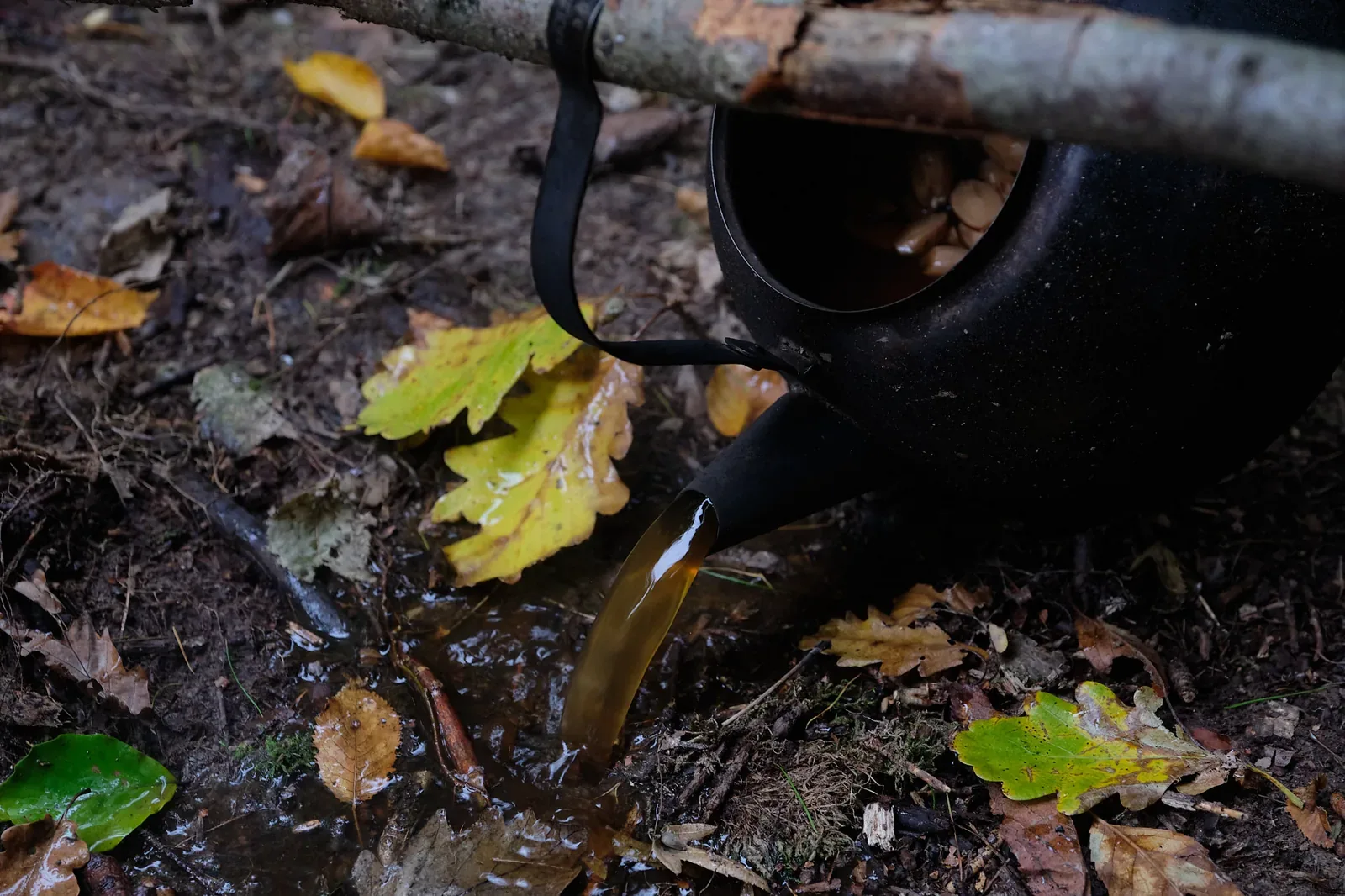Braunes Kochwasser von Eicheln abgießen und durch frisches Wasser ersetzen
