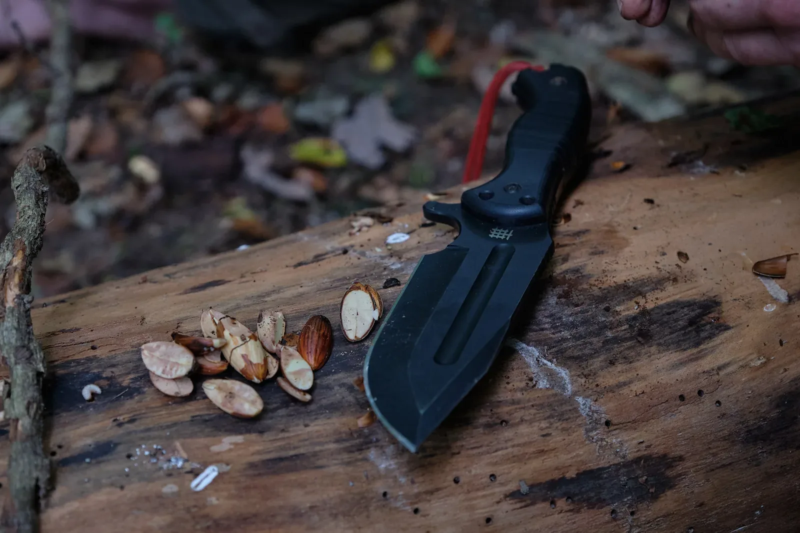 Eicheln essen beginnt mit dem sicheren Öffnen der Schale mit einem Messer