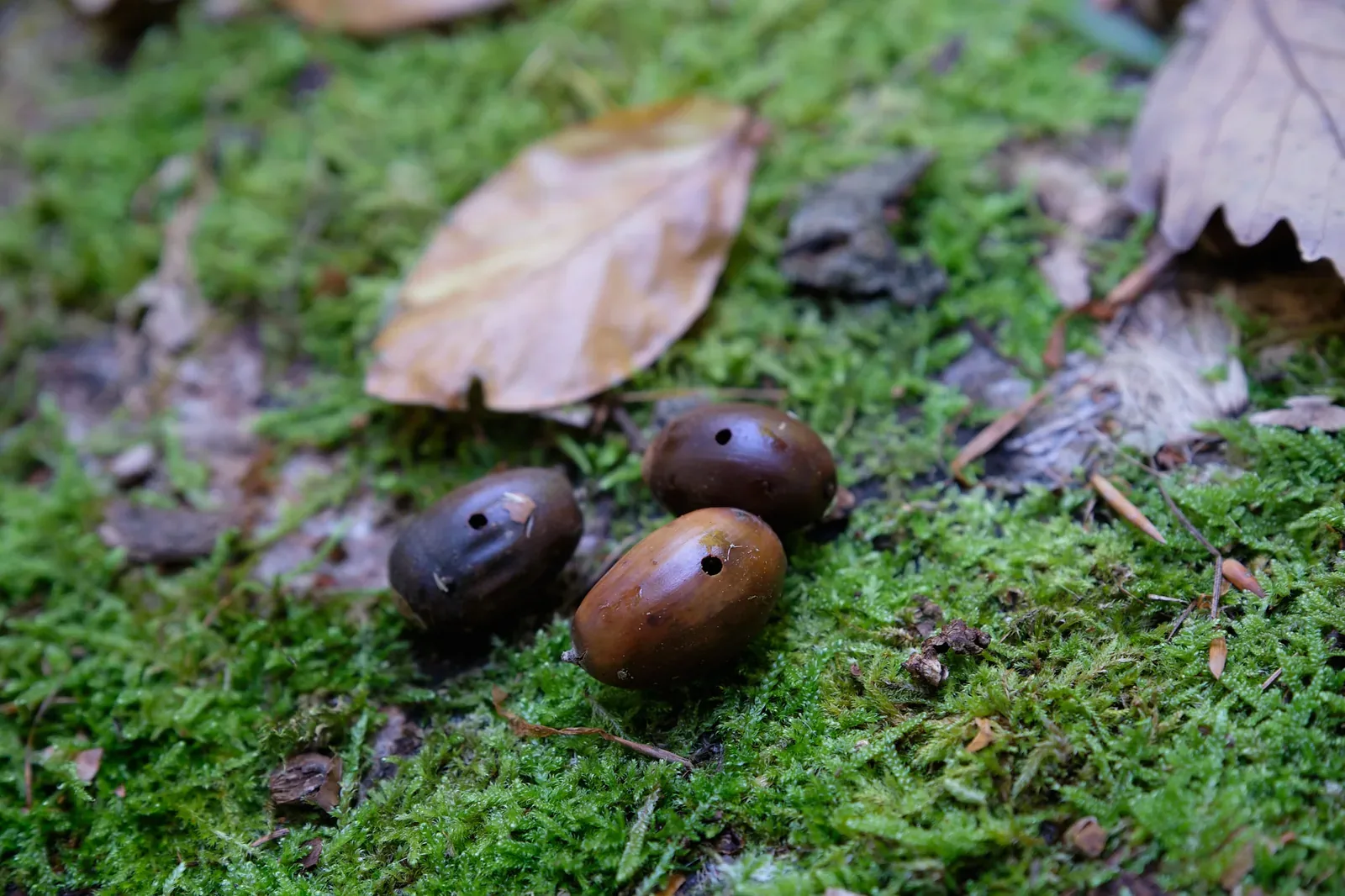 Eicheln mit Löchern von Insekten vor dem Essen aussortieren
