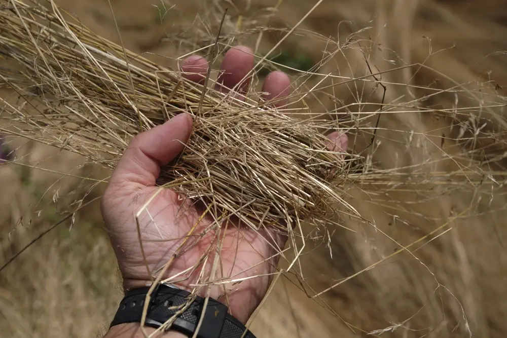 Trocknes Gras als Zunder?