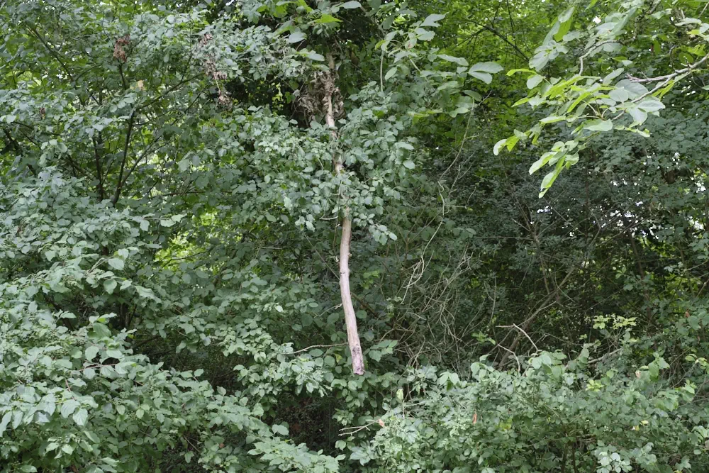 Hier hängt echter Survival Zunder und Holz 