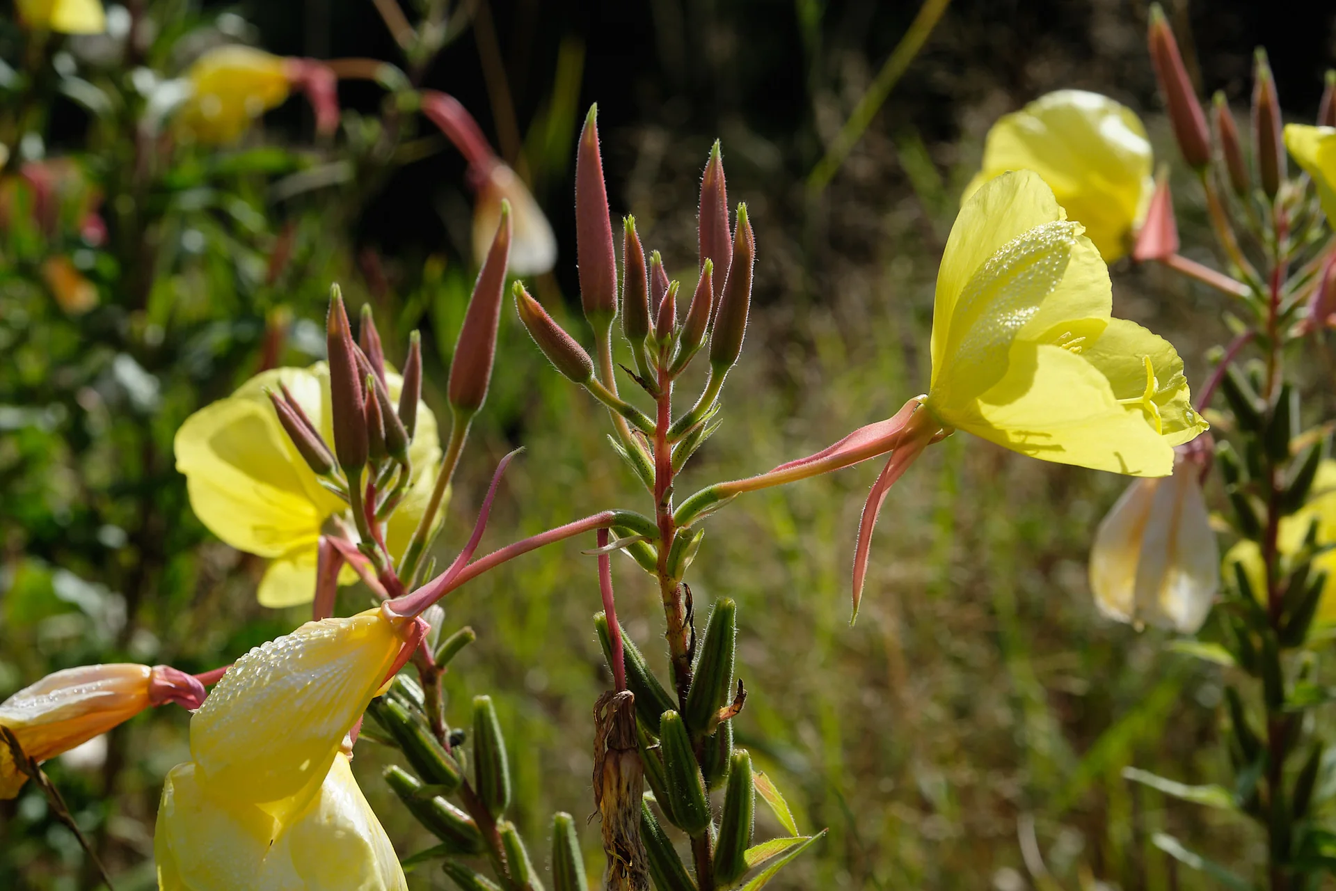 Gelbe Blüten und längliche Knospen der Zweijährigen Nachtkerze als Bestimmungsmerkmale