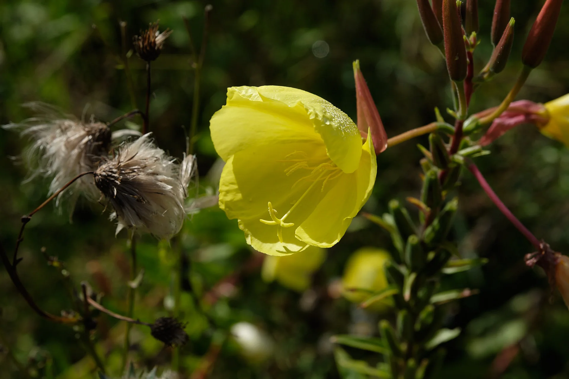 Gelbe vierzählige Blüte der Zweijährigen Nachtkerze im Detail