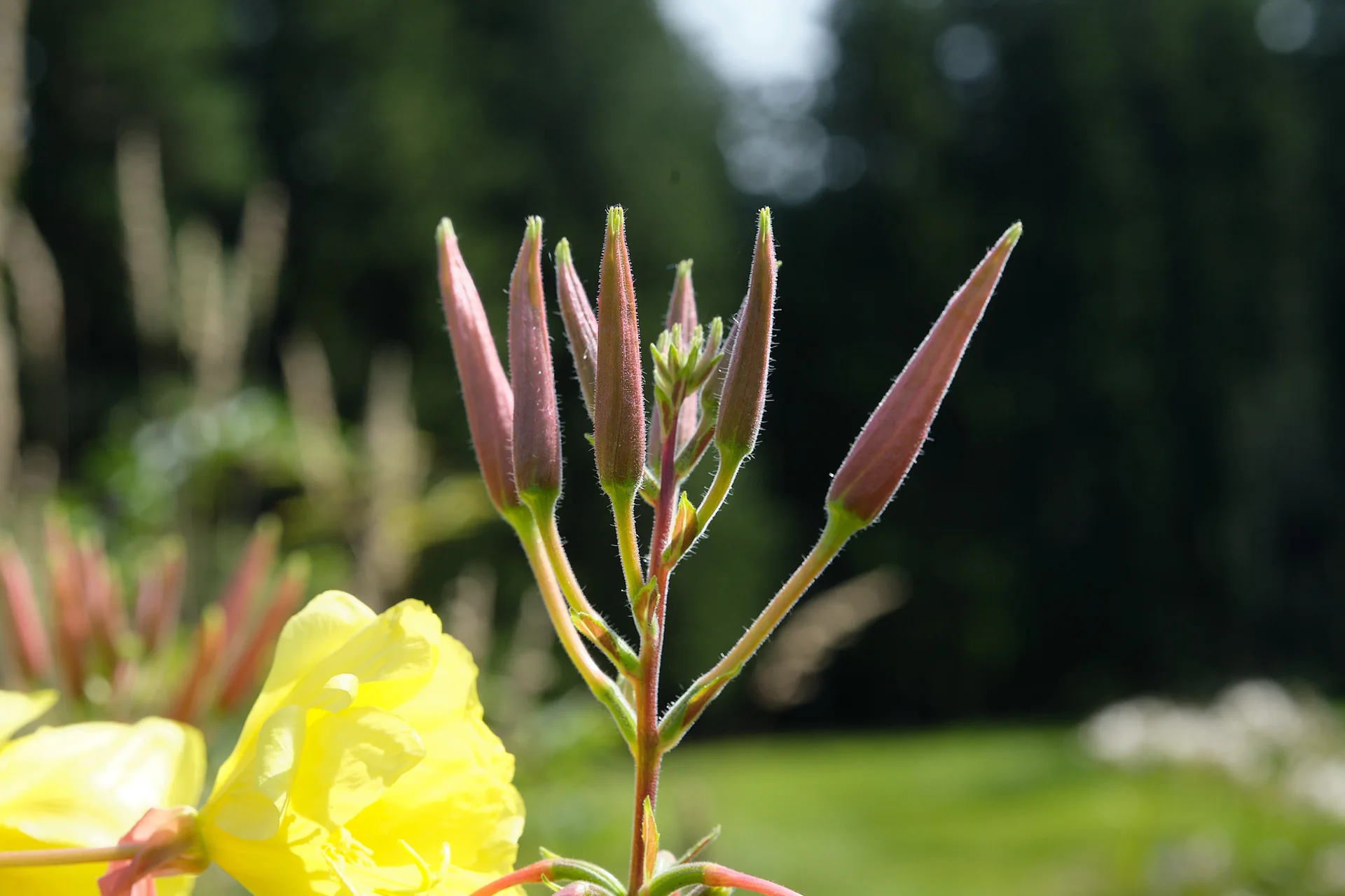 Rötliche Knospen und gelbe Blüten einer Zweijährigen Nachtkerze