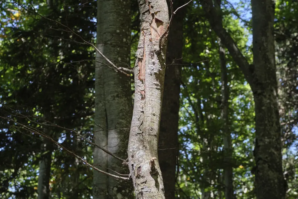 ÜBerlebenskunst bedeutet, dass man die Gefahren im Wald abschätzt