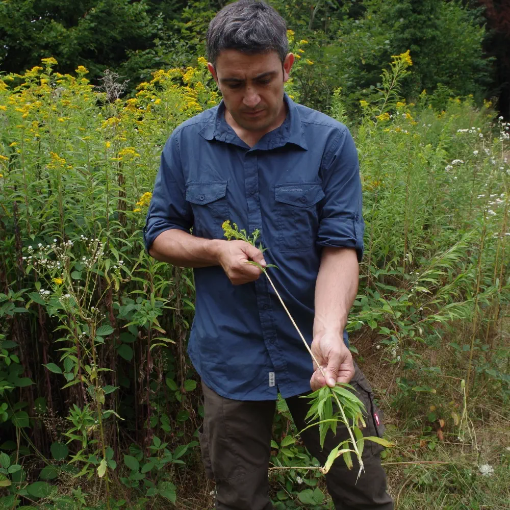 Essbare Pflanzen und pflanzliche Survival-Nahrung beim PLANT Master