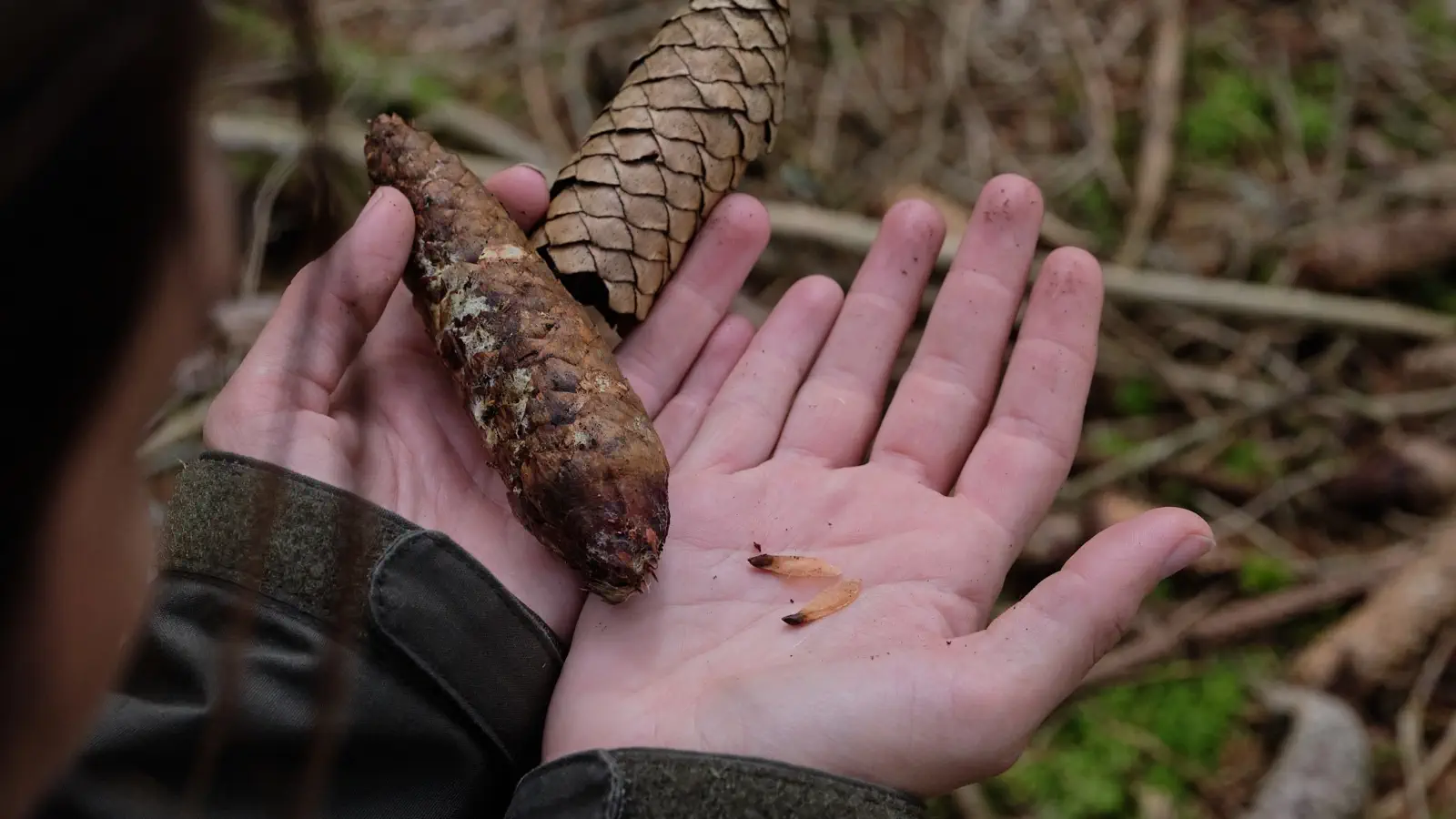 Pflanzliche Notnahrung beim Survival-Kurs im Schwarzwald