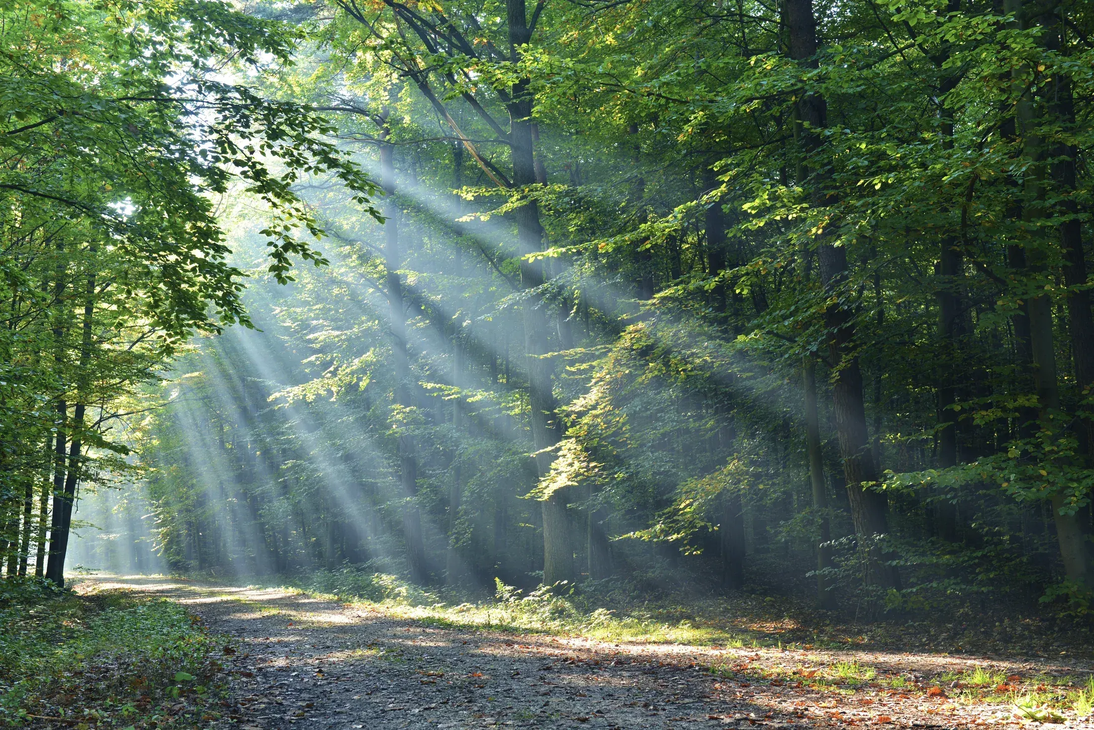 Naturbeobachtung und Tarnmaßnahmen beim Silent Ghost Training