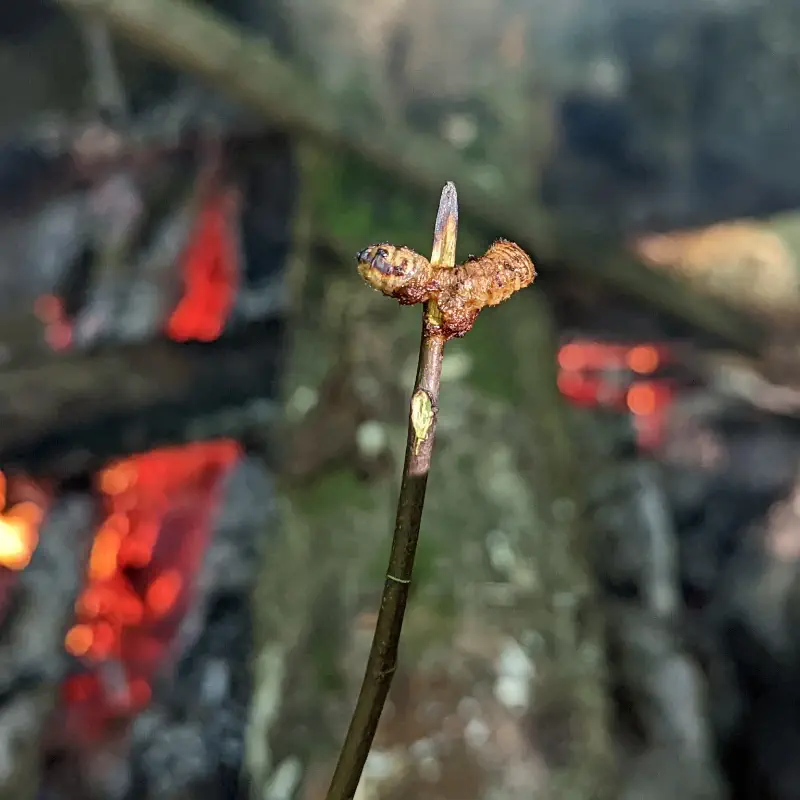 Praxisübung zur tierischen Survival-Nahrung beim WILD Master