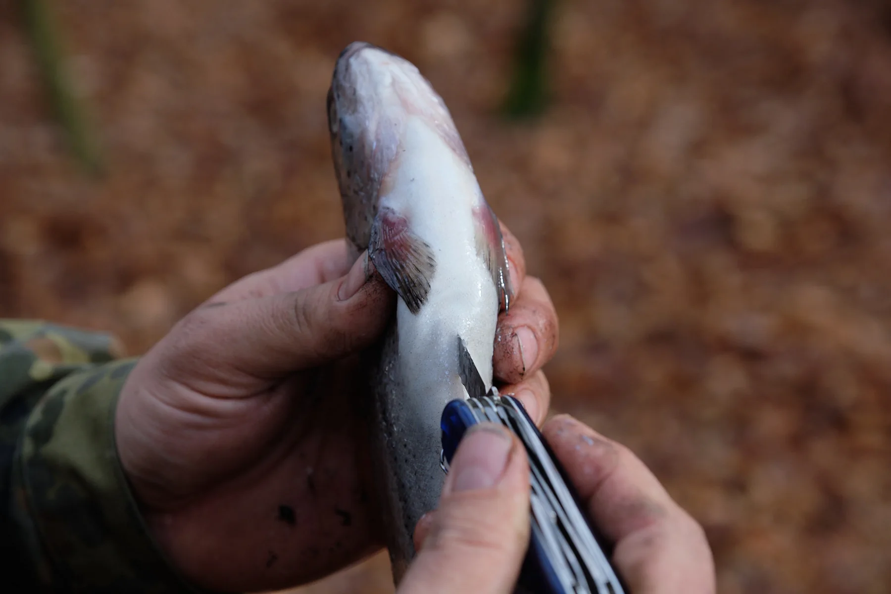 Fischzubereitung beim letzten WILD Master